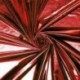 Tissu Lame Tissu Enduit Rouge 