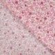 Tissu Popeline de Coton Imprimé Fleurs Rose 