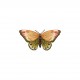 M b ecusson libellule et papillon